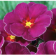 Примула бесстебельная MF Springsun Violet