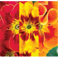 Примула бесстеб. Hethor F1 Tagetes Mix