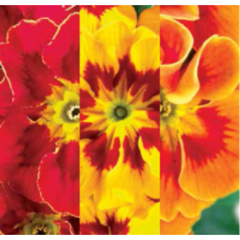 Примула бесстеб. Hethor F1 Tagetes Mix