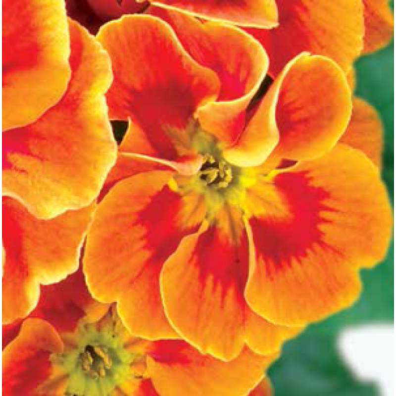 Примула бесстебельная MF Tagetes Orange