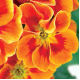 Примула бесстебельная MF Tagetes Orange