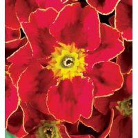 Примула бесстебельная MF Tagetes Red 