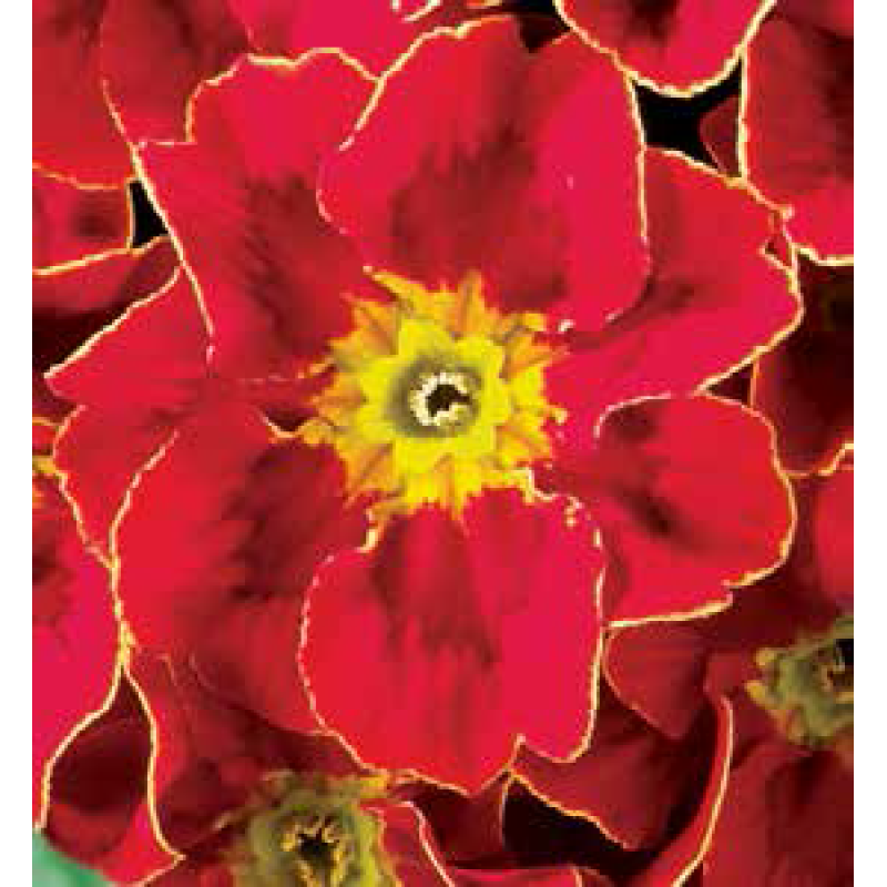 Примула бесстебельная MF Tagetes Red