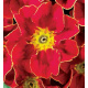 Примула бесстебельная MF Tagetes Red