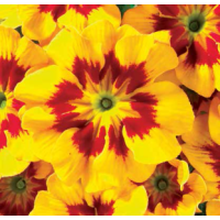 Примула бесстебельная MF Tagetes Yellow