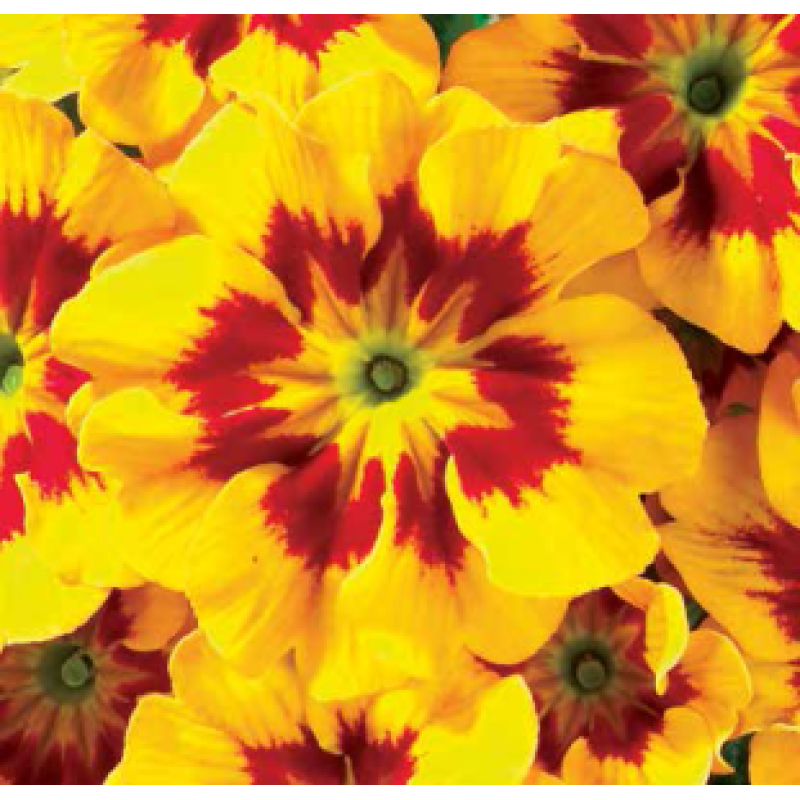 Примула бесстебельная MF Tagetes Yellow