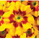 Примула бесстебельная MF Tagetes Yellow