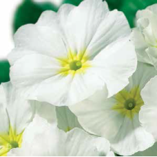 Примула бесстебельная MF White green eye 