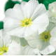 Примула бесстебельная MF White green eye