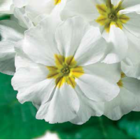 Примула бесстебельная MF White/Weiss