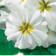Примула бесстебельная MF White/Weiss