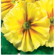 Примула бесстебельная MF Yellow