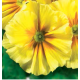 Примула бесстебельная MF Yellow