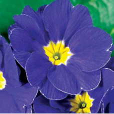 Примула бесстебельная MF Blue