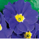 Примула бесстебельная MF Blue