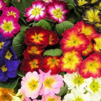 Примула бесстебельная Hethor F1 Flame Mix