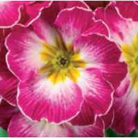 Примула бесстебельная Fruh Rose Flame