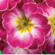 Примула бесстебельная MF Rose Flame