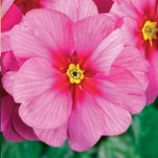 Примула бесстебельная MF Springsun Pink (Rose) 