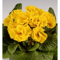 Примула полная Marli Yellow