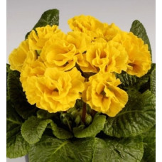 Примула полная Marli Yellow