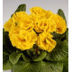 Примула полная Marli Yellow