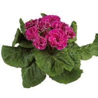 Примула полная Marli Lilac