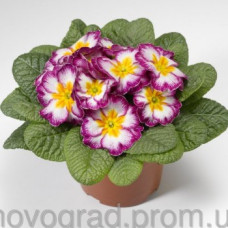 Примула Orion F1 Lilac Flame