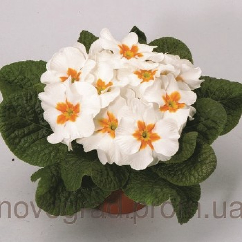 Примула Orion F1 White with Eye