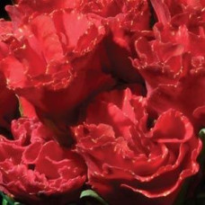 Примула бесстебельная PRIMLET® SCARLET RED SHADES