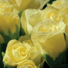 Примула бесстебельная PRIMLET® LEMON SHADES
