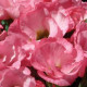 Примула бесстебельная PRIMLET® PINK SHADES