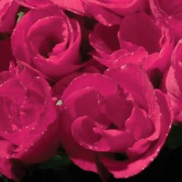Примула бесстебельная PRIMLET® ROSE