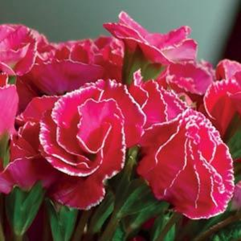 Примула бесстебельная PRIMLET® ROSE EDGE