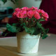 Примула бесстебельная PRIMLET® ROSE EDGE