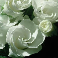 Примула бесстебельная PRIMLET® WHITE