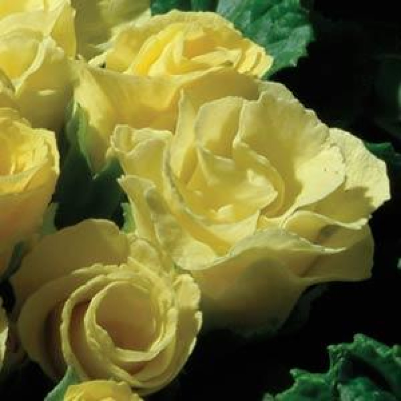 Примула бесстебельная PRIMLET® YELLOW