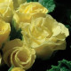 Примула бесстебельная PRIMLET® YELLOW