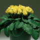 Примула бесстебельная PRIMLET® YELLOW