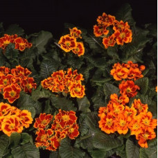 Примула Bellissima F1 Tagetes 10 шт, Farao