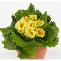 Примула Sirococco Yellow