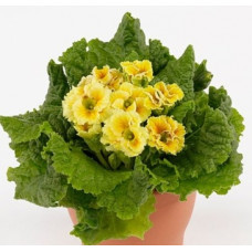 Примула Sirococco Yellow