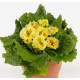 Примула Sirococco Yellow