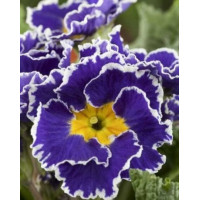 Примула Sirococco Blue