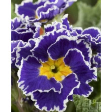 Примула Sirococco Blue
