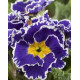 Примула Sirococco Blue
