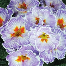 Примула Sirococco Sky Blue