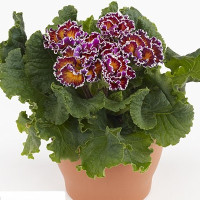 Примула Sirococco Red Flame