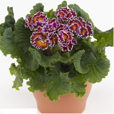 Примула Sirococco Red Flame