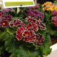 Примула Sirococco Red Flame